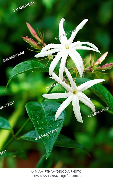Flower , jasminum grandiflorum