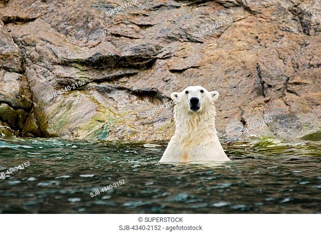 An adult polar bear Ursus maritimus in waters along the coast of Svalbard, Norway, in summertime