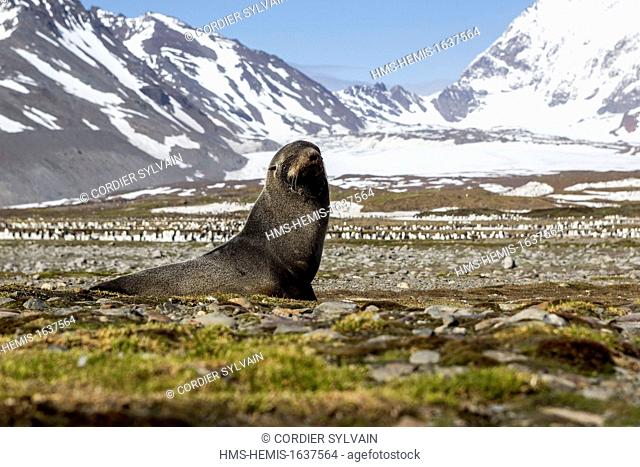 Antarctic, South Georgia Island, Saint Andrews plains, South American Fur Seal (Arctocephalus australis)