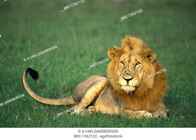 Mammal, Lion, Uganda Queen Elizabeth National Park