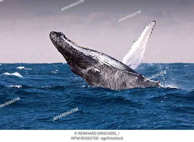 Breaching Humpback Whale, Megaptera novaeangliae, Indian Ocean, Wild Coast, South Africa