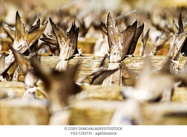 tails of cod Stockfish hanging to dry on wooden racks, Lofoten, Norway