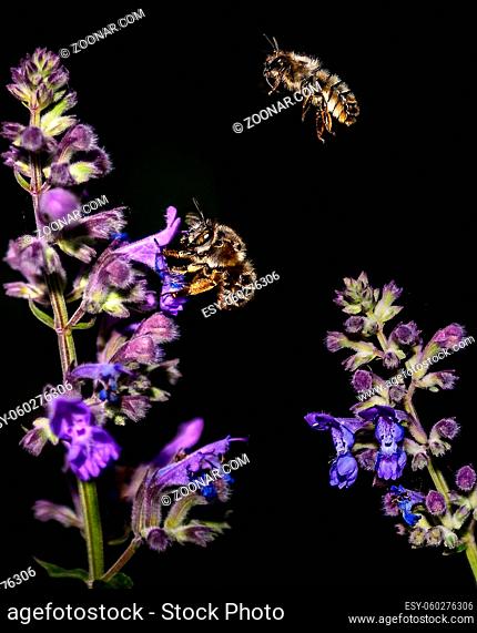 Honey Bees, Apis mellifera, on lavender pollinating and collecting nectar, dark background
