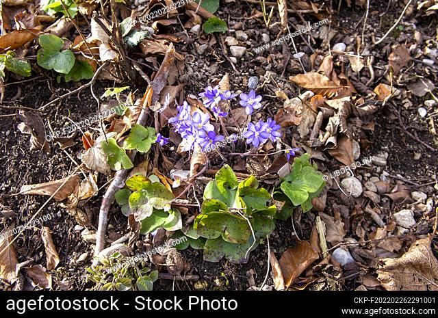 Anemone hepatica (Hepatica nobilis), the common hepatica, liverwort, kidneywort, pennywort, blossoms in Grunau im Almtal, Upper Austria, February 24, 2022
