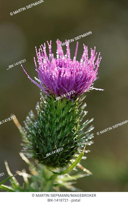Blossom of a Welted Thistle (Carduus acanthoides), Bavaria, Germany