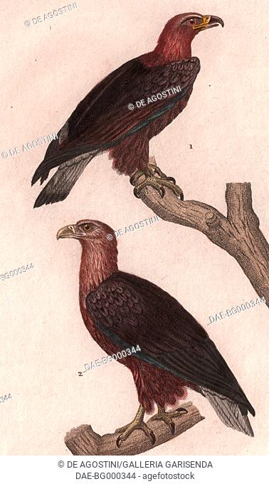 1 Eagles, Golden Eagle (Aquila chrysaetos), 2 Sea Eagles, White-tailed eagle (Haliaeetus albicilla), colour copper engraving, retouched in watercolour, 9x15 cm