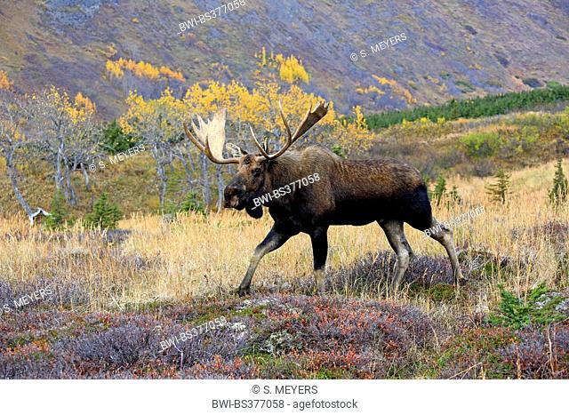 Alaska moose, Tundra moose, Yukon moose (Alces alces gigas), bull elk, USA, Alaska, Chugach State Park