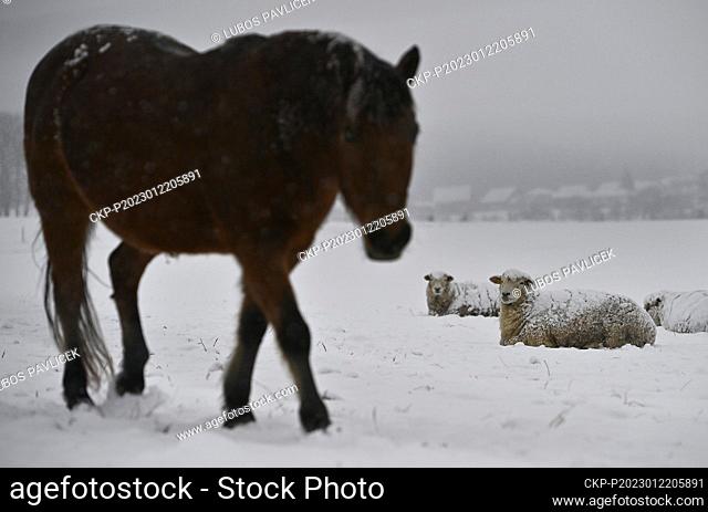 A pasture with Hucul pony and sheep covered by snow, on January 22, 2023, near Ledec nad Sazavou, Czech Republic. (CTK Photo/Lubos Pavlicek