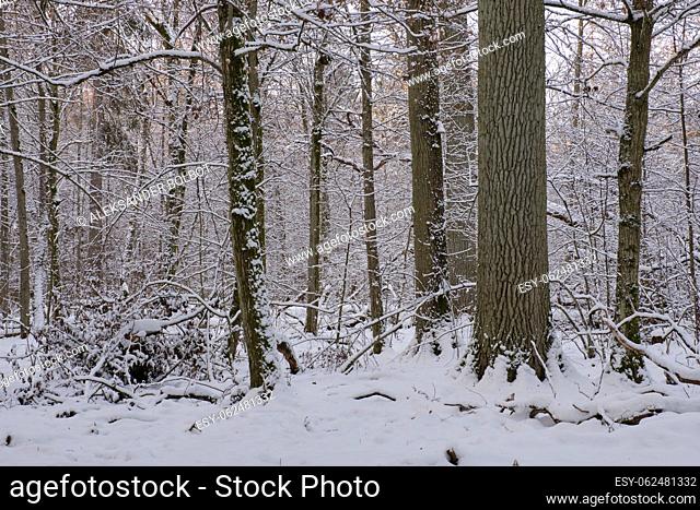 Wintertime landscape of snowy deciduous stand in snowfall, Bialowieza Forest, Poland, Europe