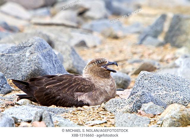 Adult Brown Skua Catharacta antarctica adult with chick on the Antarctic peninsula in the southern ocean  MORE INFO This skua is often referred to as Antarctic...