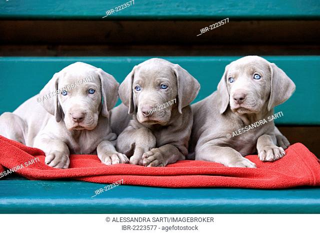 Weimaraner dogs, puppies, lying on a bench, North Tyrol, Austria, Europe