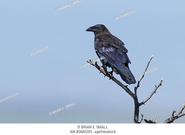Adult Chihuahuan Raven (Corvus cryptoleucus) perched on a large twig in Brewster County, Texas, USA