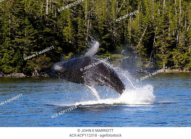 Humpback whale, Megaptera novaeangliae, British Columbia coast, Canada, breaching