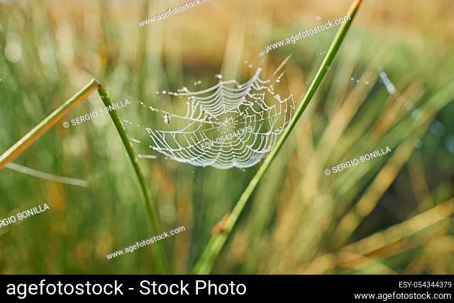 Spider web with dewdrops bathing in the sunlight among the green reeds