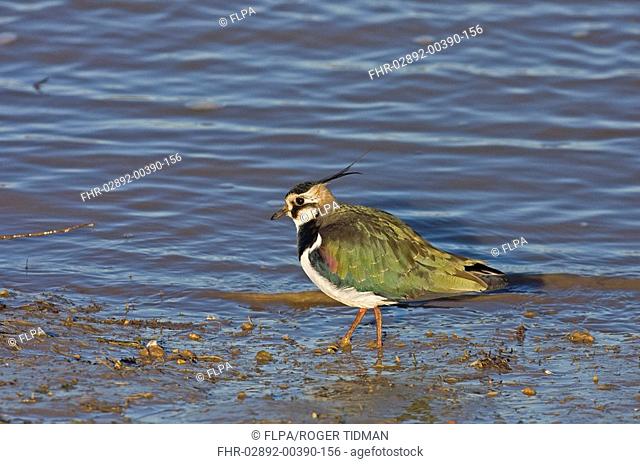 Northern Lapwing Vanellus vanellus adult, standing at edge of water, Norfolk, England, winter