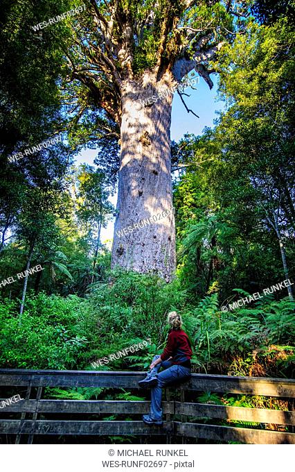Woman looking at Te Matua Ngahere, a giant kauri tree, Waipoua Forest, Westcoast Northland, North Island, New Zealand