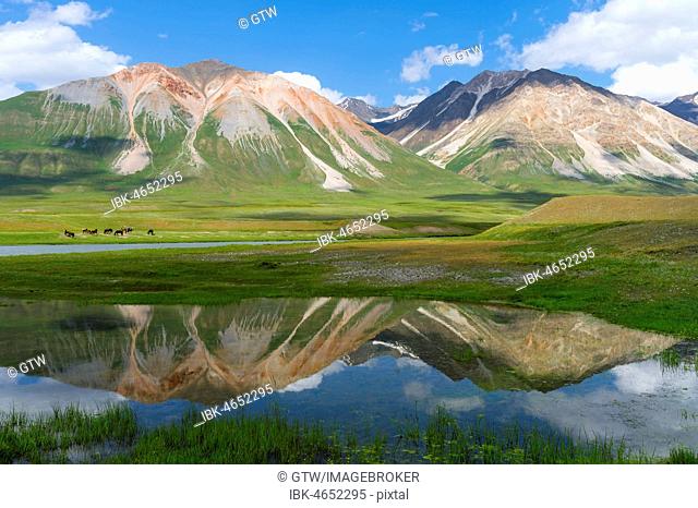 Flock of Horses (Equus) on a meadow, mountains reflecting in water, Naryn gorge, Naryn Region, Kyrgyzstan