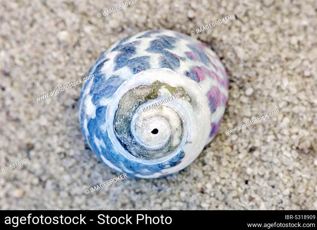 Purple Top Shell, France (Gibbula umbilicalis), Flat Top Shell