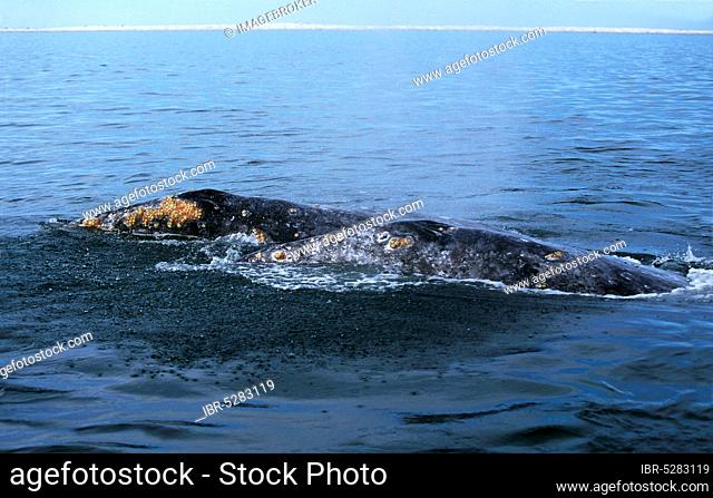 Gray whale (eschrichtius robustus) or Gray Whale, adult, head at surface, Baja California, Mexico, Central America