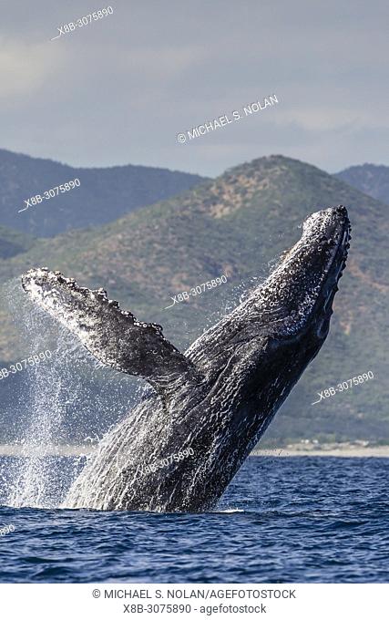 Adult humpback whale, Megaptera novaeangliae, breaching in the shallow waters of Cabo Pulmo, BCS, Mexico