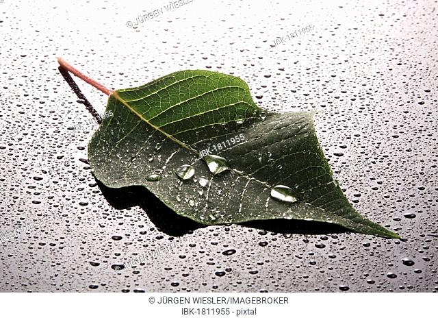 Leaf covered with water or dew drops