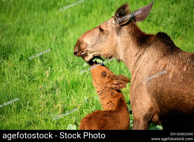 Kalb mit Muttertier