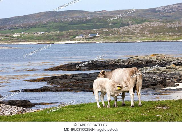 Vaches sur une plage autour de Mannin Bay