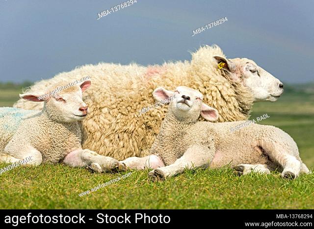 Sheep family on the dike, mother with two cubs, Westerhever, Eiderstedt peninsula, Schleswig-Holstein Wadden Sea National Park, Germany, Schleswig-Holstein