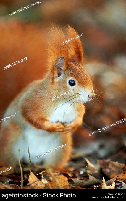Eurasian red squirrel (Sciurus vulgaris), forest floor, sideways, standing