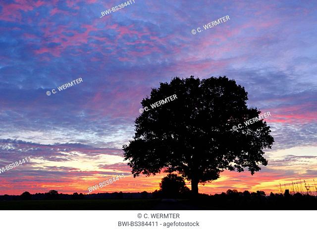 common oak, pedunculate oak, English oak (Quercus robur), single tree at sunset in backlight, Germany, North Rhine-Westphalia, Muensterland, NSG Dingdener Heide