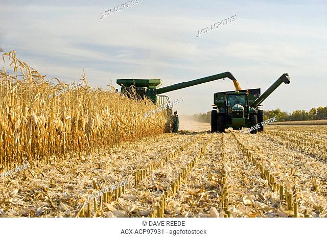 a combine harvester empties into a grain wagon on the go during the feed/grain corn harvest, near Niverville, Manitoba, Canada