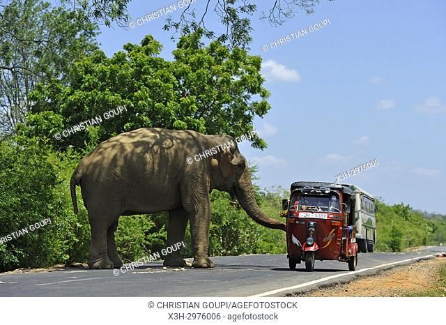 free wild elephant waiting for gift from travellers on the edge of the road near Lunugamvehera National Park, Sri Lanka, Indian subcontinent, South Asia