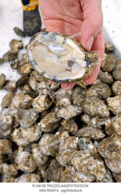 Annapolis, Maryland, last day of oyster season aboard the Skipjack Helen Virginia