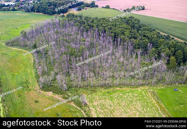 20 August 2020, Mecklenburg-Western Pomerania, Klein Welzin: Dead trees standing in a small patch of forest (aerial view taken with a drone)