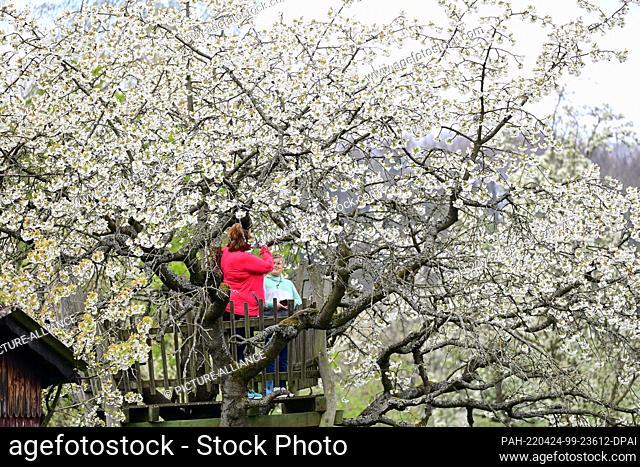 24 April 2022, Hessen, Witzenhausen: A mother takes a photo of her son in a blossoming cherry tree crown around which a wooden platform is built
