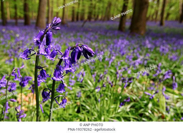 Bluebell Scilla non-scripta - Hitchwood, St Paul's Walden, Hertfordshire, England, Great Britain, Europe