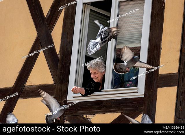 Germany, Saxony-Anhalt, Quedlinburg, old woman feeds pigeons