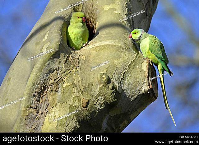 Rose-ringed parakeet (Psittacula krameri), Germany, Europe