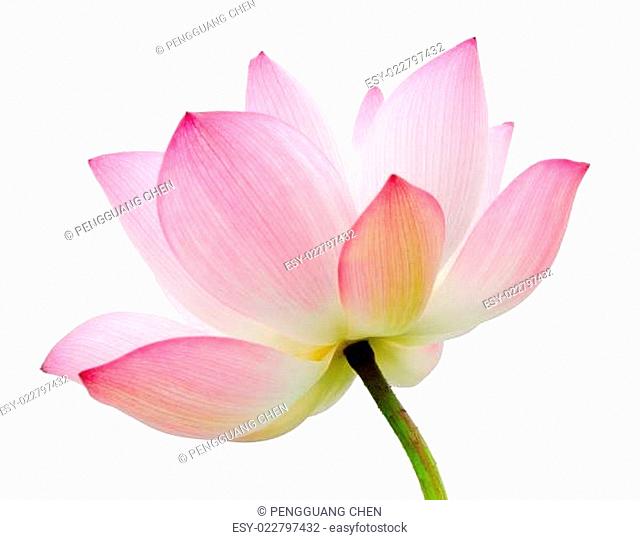 isolated lotus