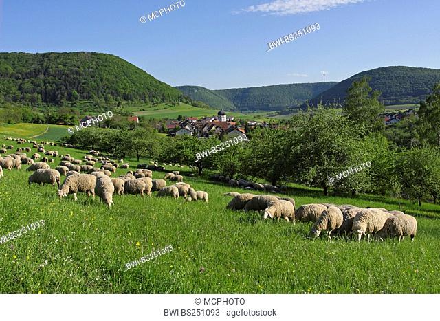 domestic sheep Ovis ammon f. aries, sheep grazing on a pasture near Unterboehringen, Germany, Baden-Wuerttemberg, Unterboehringen