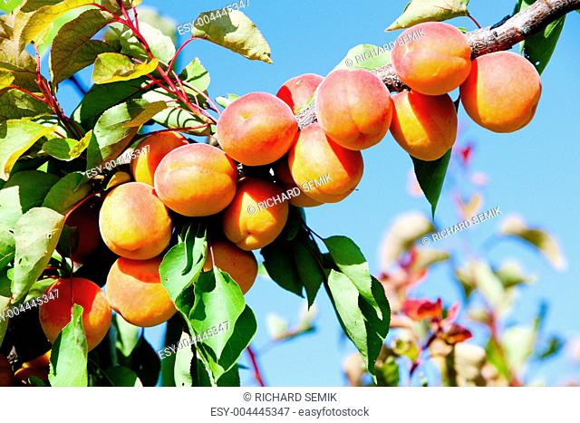 apricots in orchard