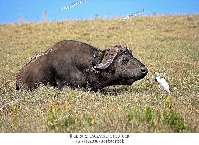 African Buffalo, syncerus caffer with Cattle Egret, bubulcus ibis, Hell's Gate Park in Kenya