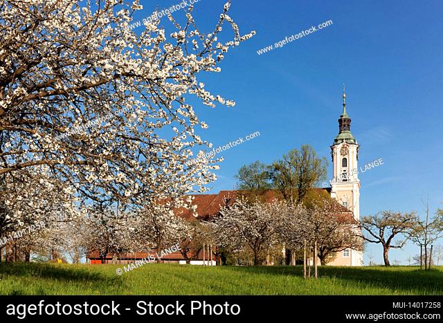 pilgrimage church and birnau monastery, fruit tree blossom in spring, unteruhldingen, lake constance, baden württemberg, germany