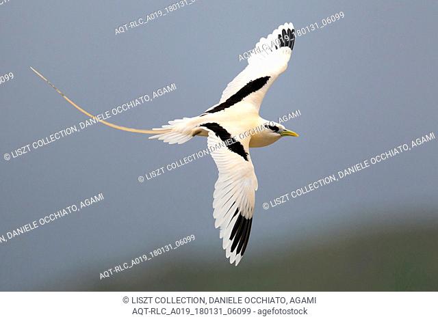 Vagrant White-tailed Tropicbird on the Azores, White-tailed Tropicbird, Phaethon lepturus
