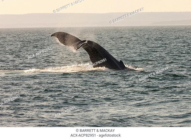 Humpback whale tail-slapping, (Megaptera novaeangliae) off Grand Manan Island, Bay of Fundy, New Brunswick, Canada