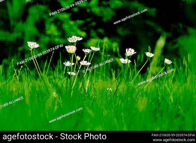 05 June 2021, Lower Saxony, Brunswick: Daisies (Bellis perennis), also called daisies, bloom in a meadow in a natural garden