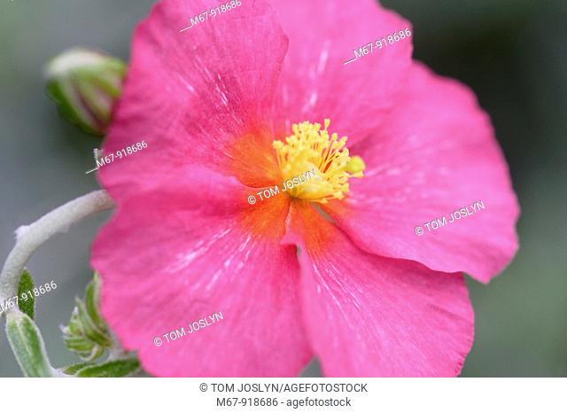 Rock rose flower Helianthemum genus close up England UK