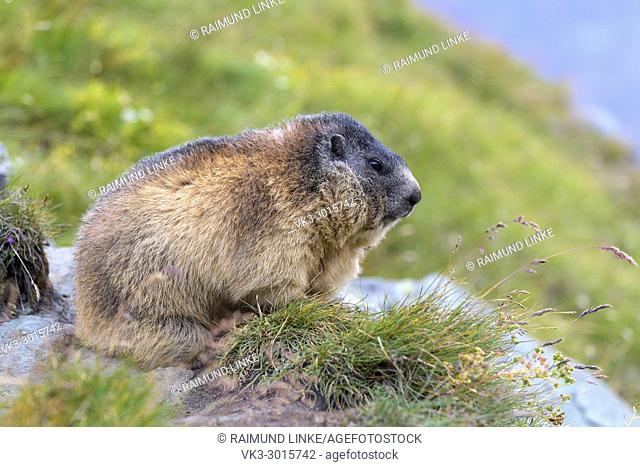 Alpine Marmot, Marmota marmota, Hohe Tauern National park, Austria