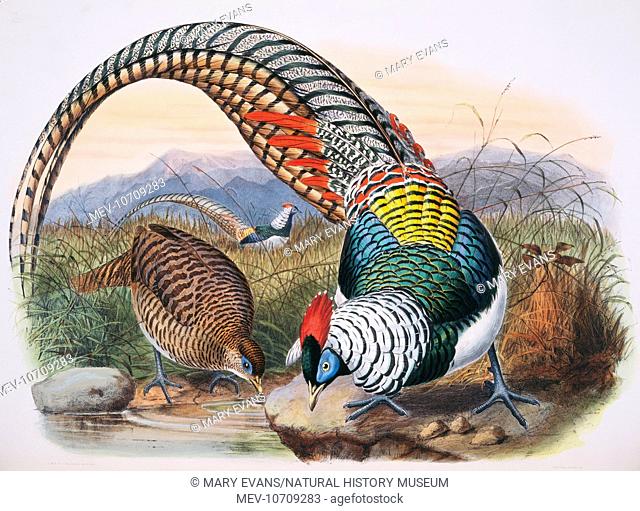 Plate 64 by Joseph Wolf from Daniel Giraud Elliot's A Monograph of the PhasianidÁ, or Family of the Pheasants, (1872)