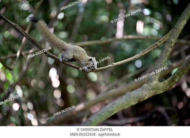 golden-backed squirrel, Callosciurus caniceps, Kaeng Krachan, Phetchaburi, Thailand